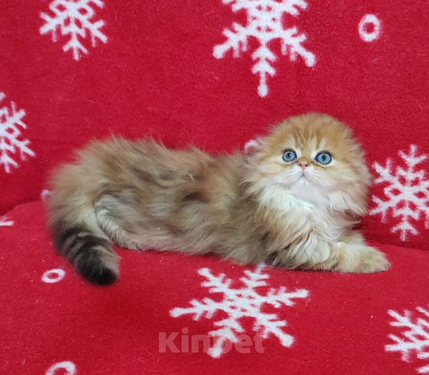 Кошки в Москве: Котик хайленд золотой мраморный Мальчик, 40 000 руб. - фото 5