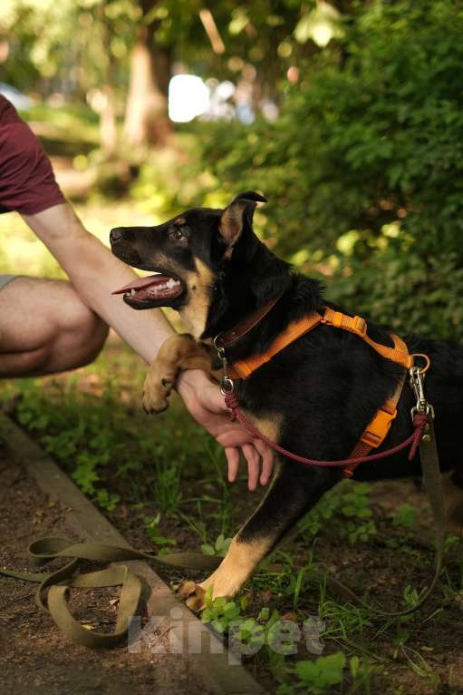 Собаки в Санкт-Петербурге: Весëлый Скаут из приюта в добрые руки Мальчик, Бесплатно - фото 3