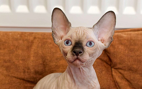 Котенок канадский сфинкс