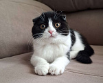Кошки в Ярославле: Шотландская вислоухая короткошёрстная девочка  Девочка, 25 000 руб. - фото 1