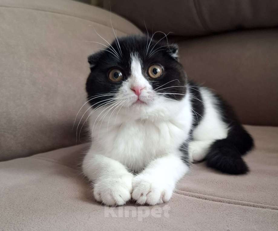 Кошки в Ярославле: Шотландская вислоухая короткошёрстная девочка  Девочка, 25 000 руб. - фото 1