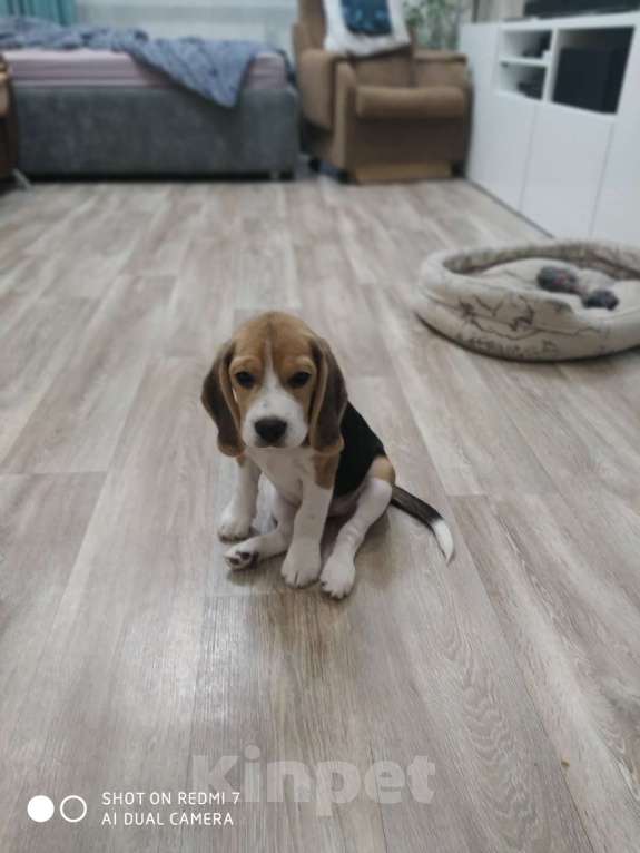 Собаки в Нижнем Новгороде: Щенки бигля Девочка, 35 000 руб. - фото 2