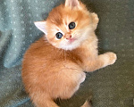 Кошки в Москве: Золотая шиншилла девочка Солнышко Девочка, 30 000 руб. - фото 2