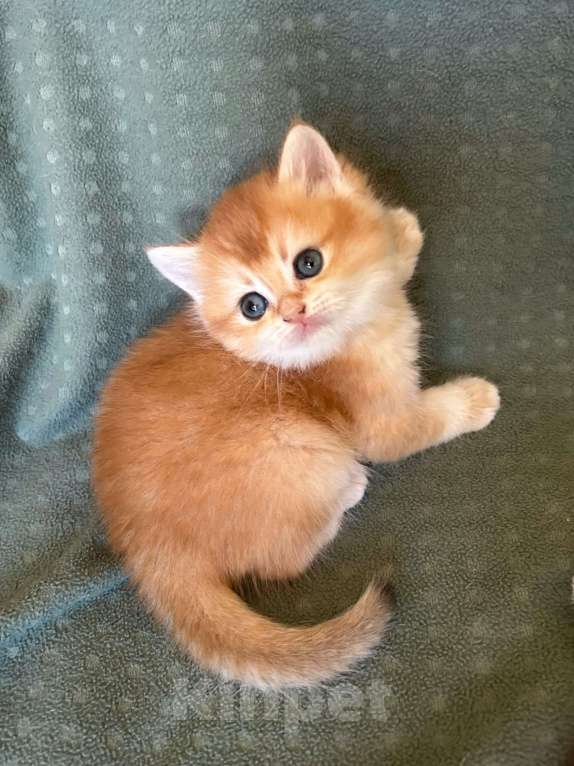 Кошки в Москве: Золотая шиншилла девочка Солнышко Девочка, 30 000 руб. - фото 2