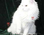 Кошки в Новом Ладоге: Сибирская молодая кошечка в качестве домашнего любимца Девочка, Бесплатно - фото 3