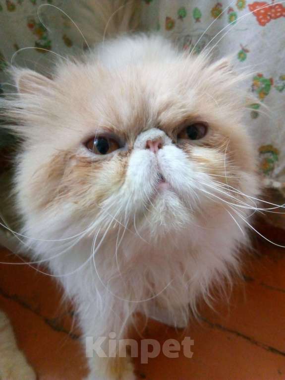 Кошки в Острогожске: Кот персидский на вязку., 10 000 руб. - фото 1