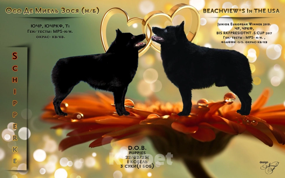 Собаки в Зеленоградске: Шипперке щеночки от привозного американца Мальчик, 65 000 руб. - фото 4