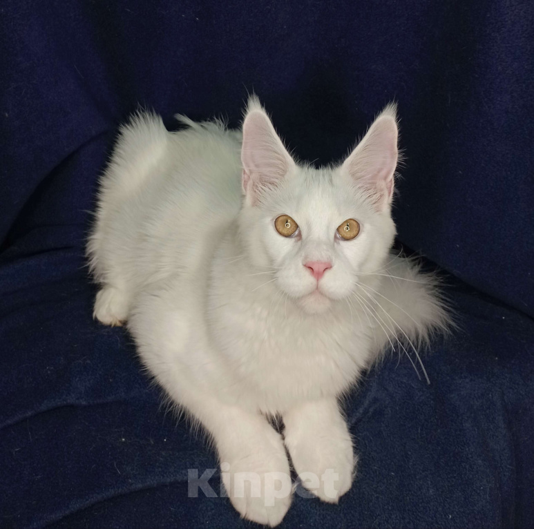 Кошки в Севастополе: Котёнок мейн-кун Мальчик, 65 000 руб. - фото 3