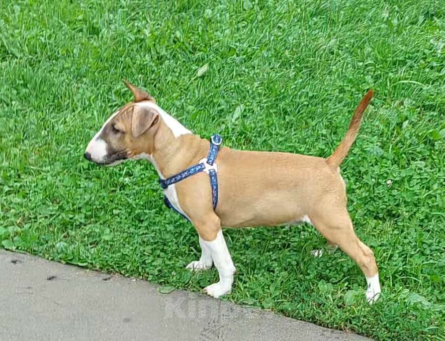 Собаки в Москве: Миниатюрный бультерьер, клевый пацан. Мальчик, 70 000 руб. - фото 3