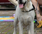 Собаки в Хабаровске: Лабрадор ретривер  Мальчик, 80 000 руб. - фото 2