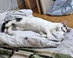 Кошки в Санкт-Петербурге: Капелька, молодой роскошный котик ищет дом Мальчик, 10 руб. - фото 7
