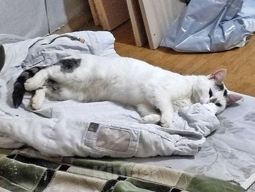 Кошки в Санкт-Петербурге: Капелька, молодой роскошный котик ищет дом Мальчик, 10 руб. - фото 7