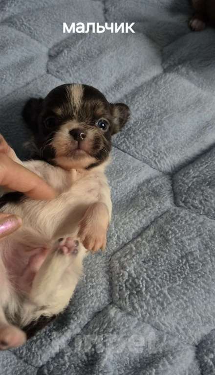 Собаки в Владикавказе: Чихуахуа Мальчик, 30 000 руб. - фото 1