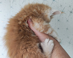 Кошки в Люберцах: Рыжие котята мейн-кун Мальчик, Бесплатно - фото 3