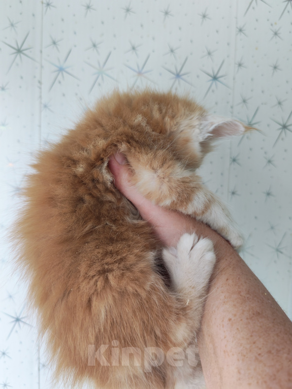 Кошки в Люберцах: Рыжие котята мейн-кун Мальчик, Бесплатно - фото 3
