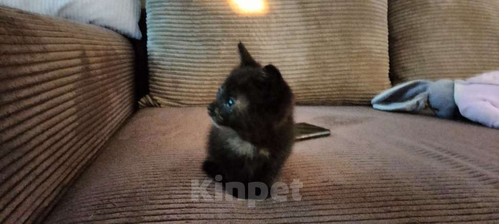 Кошки в Мытищах: Котенок девочка черепахового окраса Девочка, 1 руб. - фото 8