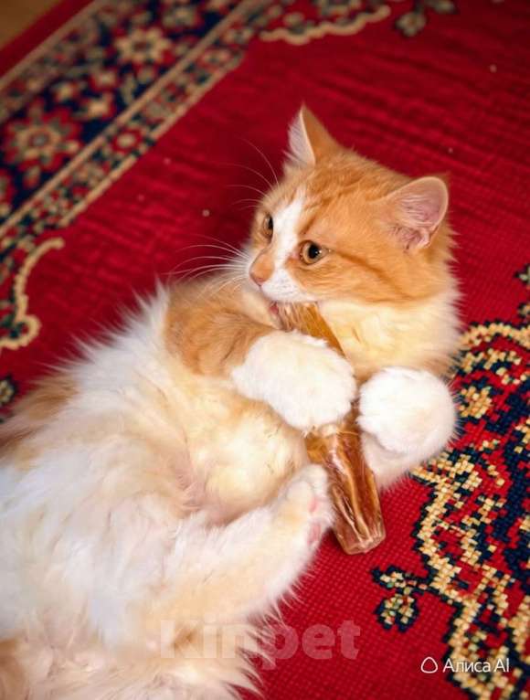 Кошки в Санкт-Петербурге: Пушистый рыжий котёнок. Очень ласковая и игривая. Девочка, Бесплатно - фото 4