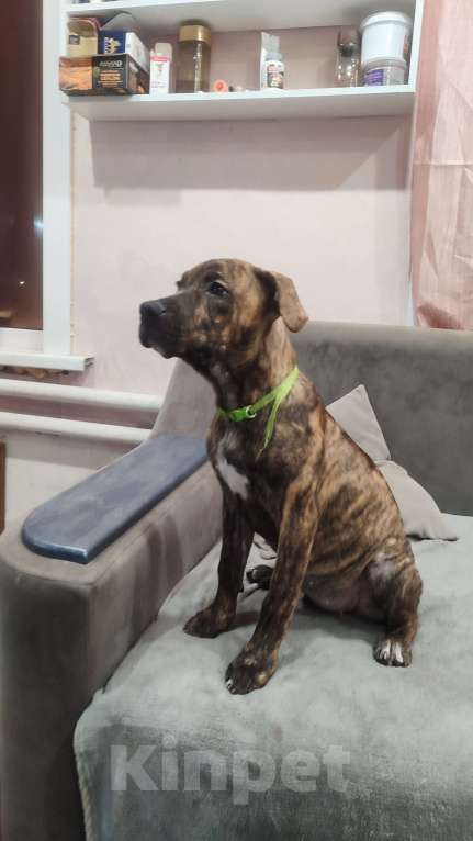 Собаки в Бийске: Щенок Девочка, 30 000 руб. - фото 1