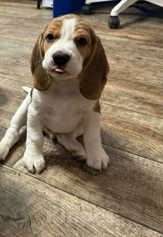 Собаки в Москве: ДЕВОЧКА Девочка, 55 000 руб. - фото 2