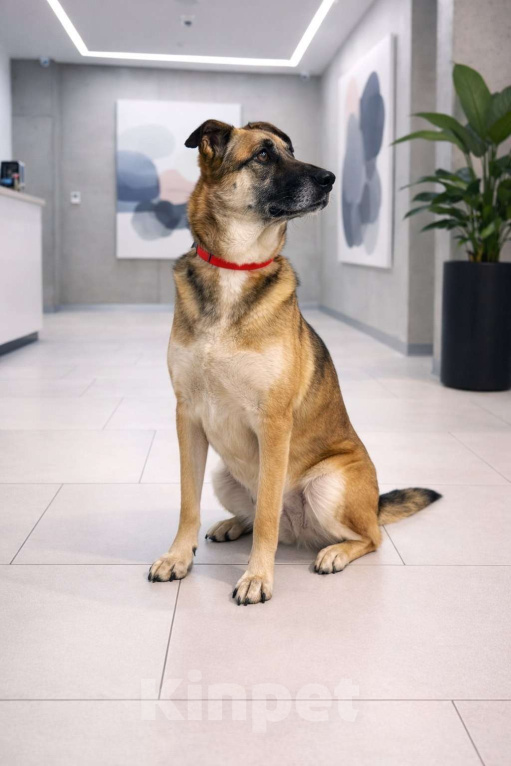 Собаки в Москве: Девочка Банди ищет дом Девочка, Бесплатно - фото 3