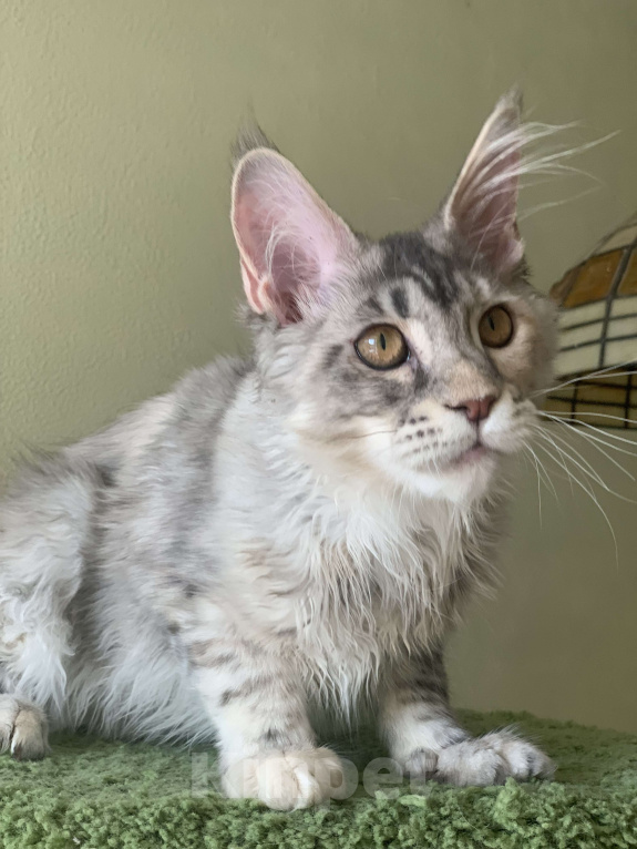 Кошки в Санкт-Петербурге: ЗВЕЗДА  Девочка, 25 000 руб. - фото 4