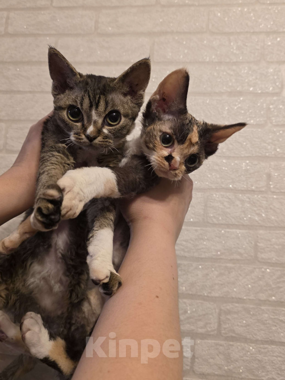 Кошки в Владивостоке: Кошечки хотят разьехаться ) Девочка, 80 000 руб. - фото 1