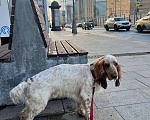 Собаки в Москве: 🆘Найдена собака 🆘 предположительно породы спаниель Мальчик, Бесплатно - фото 2