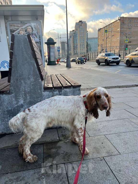Собаки в Москве: 🆘Найдена собака 🆘 предположительно породы спаниель Мальчик, Бесплатно - фото 2