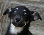 Собаки в Москве: Щенок Сенди от небольшой собачки в добрые руки Девочка, 1 руб. - фото 1