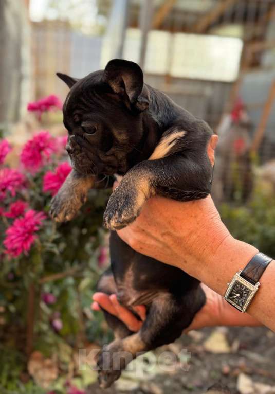 Собаки в Тимашевске: Щенки французского бульдога Мальчик, 20 000 руб. - фото 3