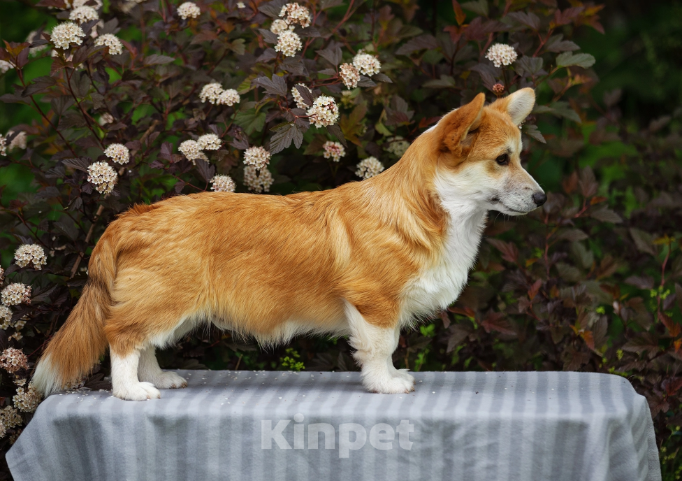 Собаки в Нижнем Новгороде: Питомник предлагает щенков вельш корги пемброк Мальчик, 40 000 руб. - фото 4