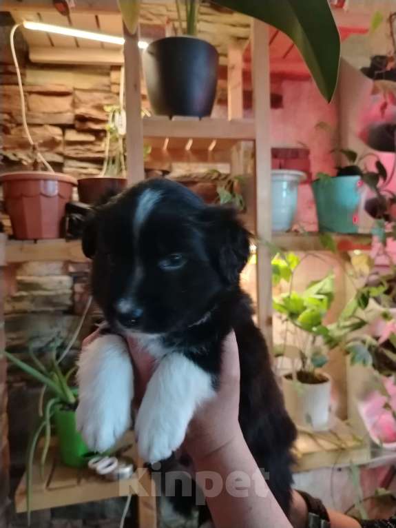 Собаки в Первоуральске: Щенки бордер колли Мальчик, 100 000 руб. - фото 2