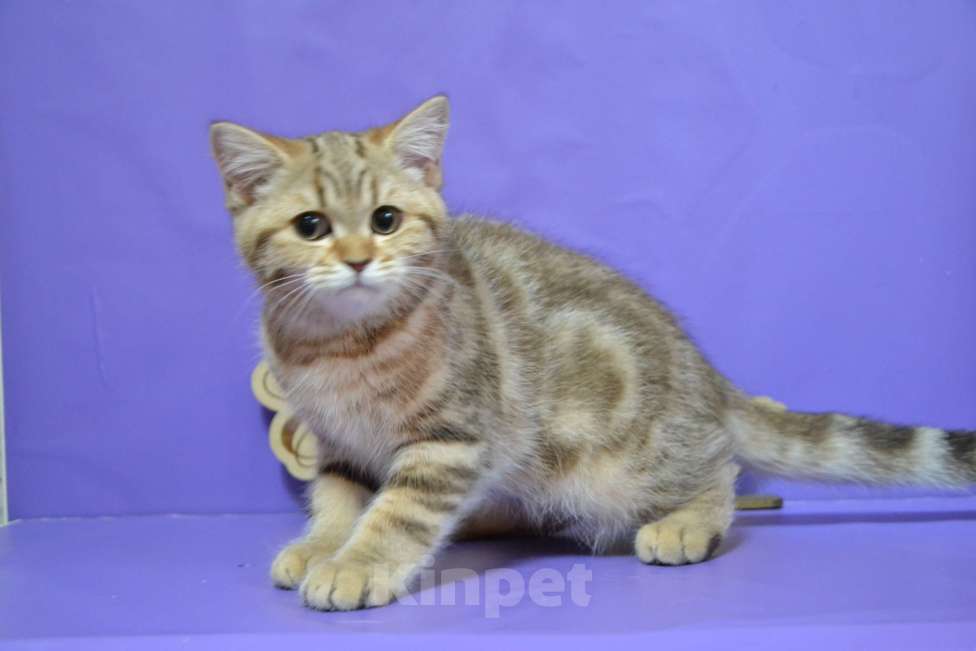 Кошки в Москве: Мраморный страйт Мальчик, 40 000 руб. - фото 2