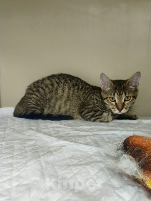 Кошки в Москве: Котеночек Гуля ищет дом! Девочка, Бесплатно - фото 3