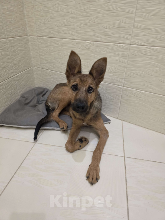 Собаки в других городах Московской области: Миша ищет дом Мальчик, Бесплатно - фото 2