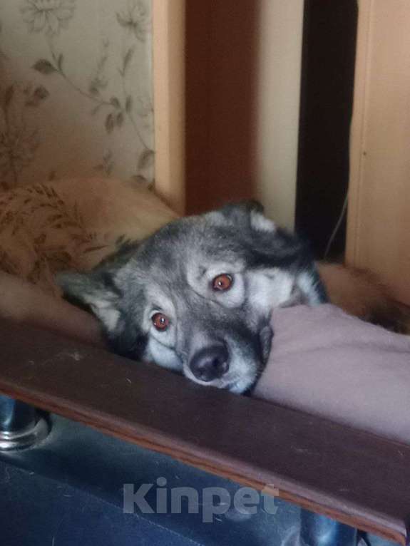 Собаки в Санкт-Петербурге: Отдам девочку в добрые руки Девочка, Бесплатно - фото 6