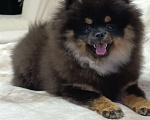 Собаки в Москве: Померанский шпиц  Девочка, 35 000 руб. - фото 3