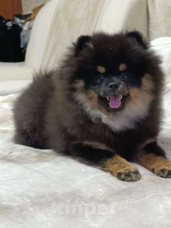 Собаки в Москве: Померанский шпиц  Девочка, 35 000 руб. - фото 3