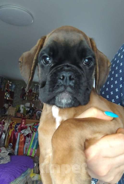 Собаки в Екатеринбурге: Девочка немецкий боксер Девочка, 60 000 руб. - фото 1