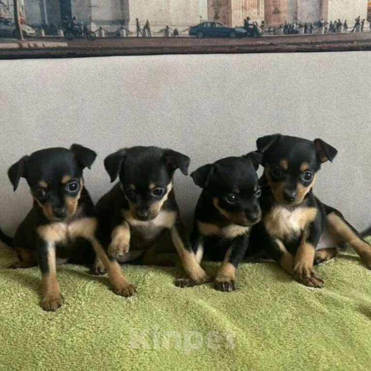 Собаки в Екатеринбурге: Малыши Мальчик, 20 000 руб. - фото 1