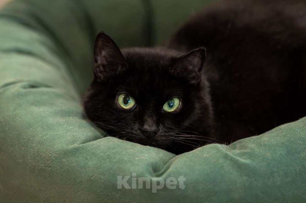 Кошки в Москве: Кошка Мисс Холодец в добрые руки Девочка, Бесплатно - фото 3