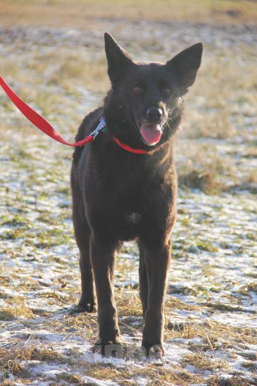 Собаки в Москве: Васса Девочка, Бесплатно - фото 4