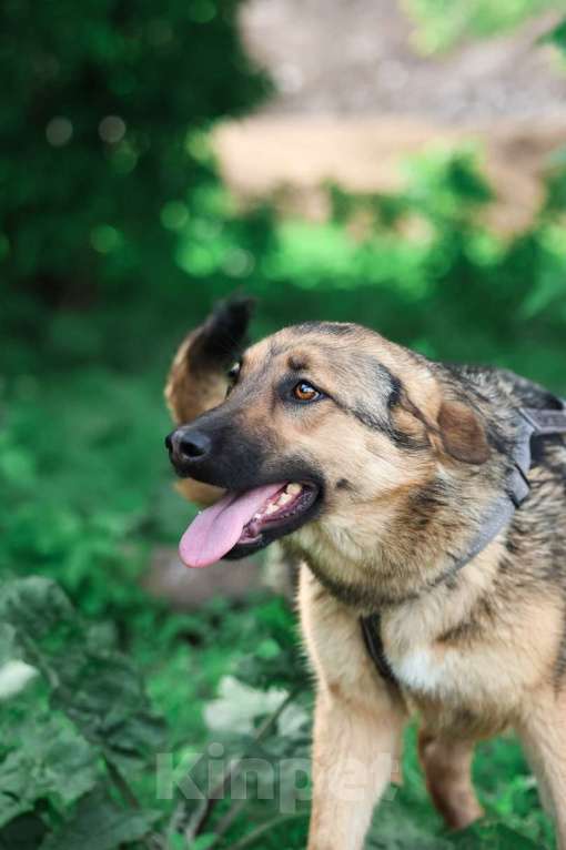 Собаки в Москве: Куки осталась одна из щенков, кого не забрали из приюта Девочка, Бесплатно - фото 2