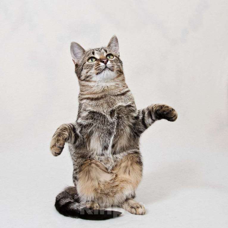 Кошки в Москве: котенок Антоновка ищет дом Девочка, Бесплатно - фото 6