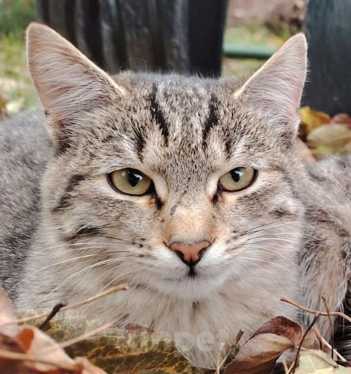 Кошки в других городах Башкортостана: Активный которебенок в поиске преданных хозяев Мальчик, 500 руб. - фото 2