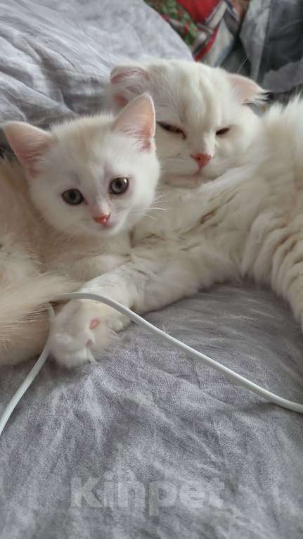 Кошки в Москве: Мальчик Мальчик, 10 000 руб. - фото 2