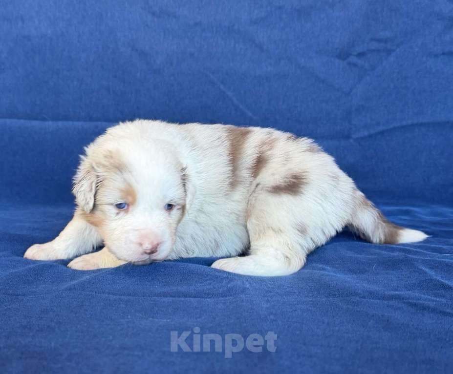 Собаки в других городах Новосибирской области: Щенки австралийской овчарки Девочка, Бесплатно - фото 1