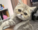 Кошки в Краснодаре: Котята от золотого шиншиллы Девочка, 8 000 руб. - фото 1