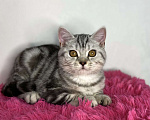 Кошки в Сургуте: Британские котята  Мальчик, 25 000 руб. - фото 5