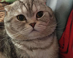 Кошки в Кулебаках: Котик на вязку, 1 000 руб. - фото 3
